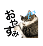 猫が一言にゃにゃにゃ（個別スタンプ：5）
