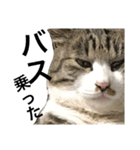 猫が一言にゃにゃにゃ（個別スタンプ：6）
