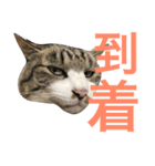 猫が一言にゃにゃにゃ（個別スタンプ：7）