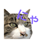 猫が一言にゃにゃにゃ（個別スタンプ：8）