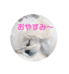 こむさんs（個別スタンプ：4）