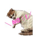 猫のちいさん3（個別スタンプ：2）