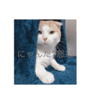 猫のちいさん3（個別スタンプ：3）