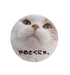 猫のちいさん3（個別スタンプ：7）