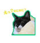 ウチのねこねこねこ（個別スタンプ：2）