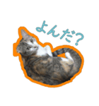 ウチのねこねこねこ（個別スタンプ：3）