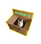 ウチのねこねこねこ（個別スタンプ：4）