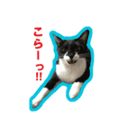 ウチのねこねこねこ（個別スタンプ：5）