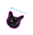 ウチのねこねこねこ（個別スタンプ：6）