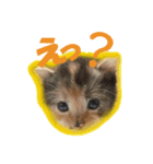 ウチのねこねこねこ（個別スタンプ：7）