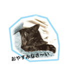 ウチのねこねこねこ（個別スタンプ：8）