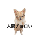 チワワーズライフ（個別スタンプ：2）