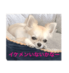 チワワーズライフ（個別スタンプ：3）