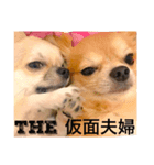 チワワーズライフ（個別スタンプ：4）