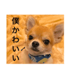 チワワーズライフ（個別スタンプ：5）