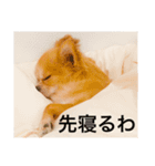 チワワーズライフ（個別スタンプ：6）