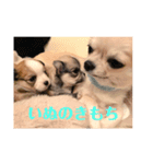 チワワーズライフ（個別スタンプ：8）