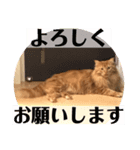 メインクーンのライ君 2（個別スタンプ：1）