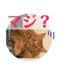 メインクーンのライ君 2（個別スタンプ：3）