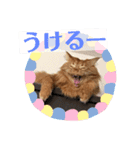 メインクーンのライ君 2（個別スタンプ：4）