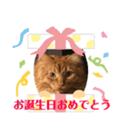 メインクーンのライ君 2（個別スタンプ：5）