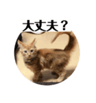 メインクーンのライ君 2（個別スタンプ：6）