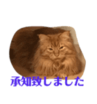 メインクーンのライ君 2（個別スタンプ：8）