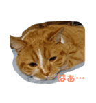 にゃんだふるにゃんず（個別スタンプ：4）