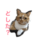 にゃんだふるにゃんず（個別スタンプ：5）