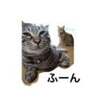 にゃんだふるにゃんず（個別スタンプ：6）