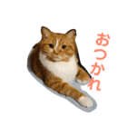 にゃんだふるにゃんず（個別スタンプ：8）