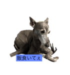 doggy the Gucchan（個別スタンプ：1）