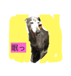 doggy the Gucchan（個別スタンプ：2）