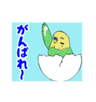 インコの動くスタンプ（個別スタンプ：2）