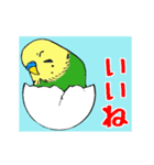 インコの動くスタンプ（個別スタンプ：4）