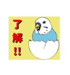 インコの動くスタンプ（個別スタンプ：13）