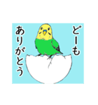 インコの動くスタンプ（個別スタンプ：14）