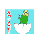 インコの動くスタンプ（個別スタンプ：18）