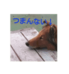 挨拶する動物（個別スタンプ：6）