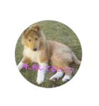 挨拶する動物（個別スタンプ：8）