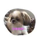 シ-ズ-犬 アキちゃん（個別スタンプ：1）