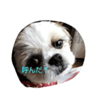 シ-ズ-犬 アキちゃん（個別スタンプ：2）