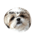 シ-ズ-犬 アキちゃん（個別スタンプ：3）