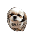シ-ズ-犬 アキちゃん（個別スタンプ：4）