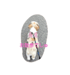 シ-ズ-犬 アキちゃん（個別スタンプ：5）