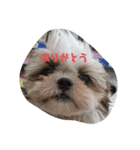 シ-ズ-犬 アキちゃん（個別スタンプ：6）
