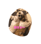 シ-ズ-犬 アキちゃん（個別スタンプ：7）