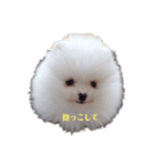 ポちゃんの気持ち（個別スタンプ：1）