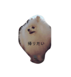 ポちゃんの気持ち（個別スタンプ：3）