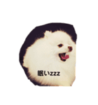 ポちゃんの気持ち（個別スタンプ：4）